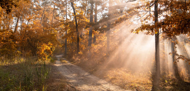 istock Dirt road in a bright autumn forest. 1351552745
