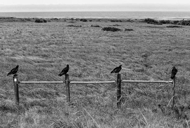 istock Vultures on fence 1351553136