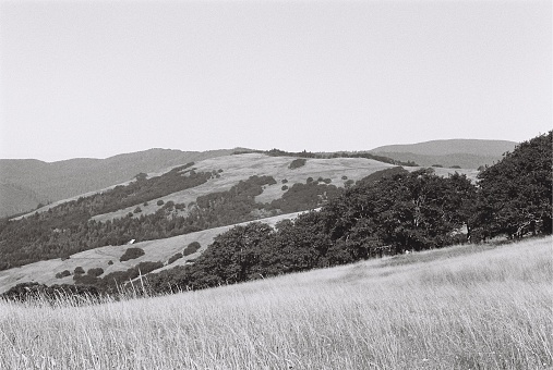 35mm photo of Northern California Meadows