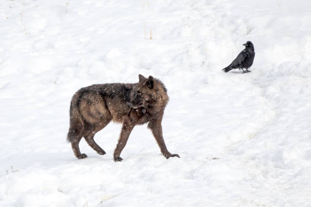 istock A dark wolf and a raven looking back in snow 1351553285