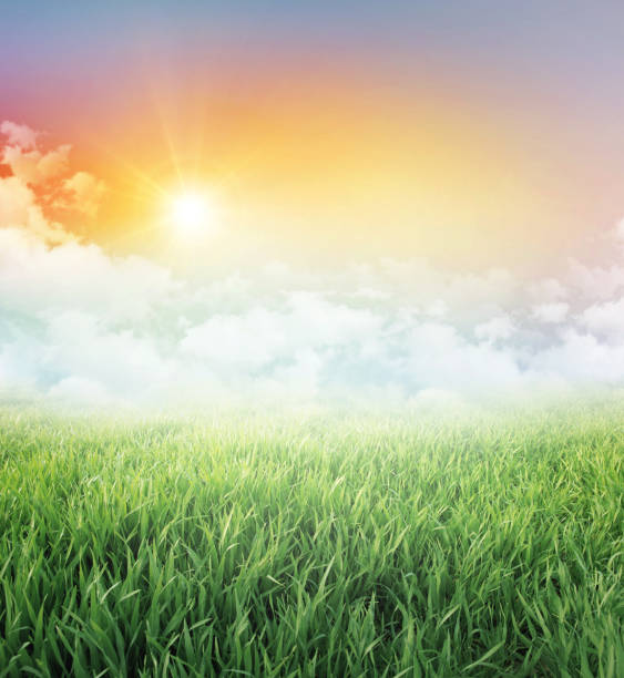 istock Green field  under the rising sun 1351553338