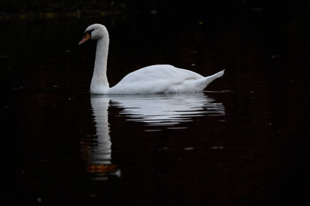 istock Beautiful white swan in the pond. 1351554079