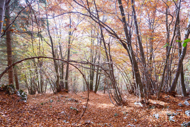istock Forest during foliage is full of colors 1351554314