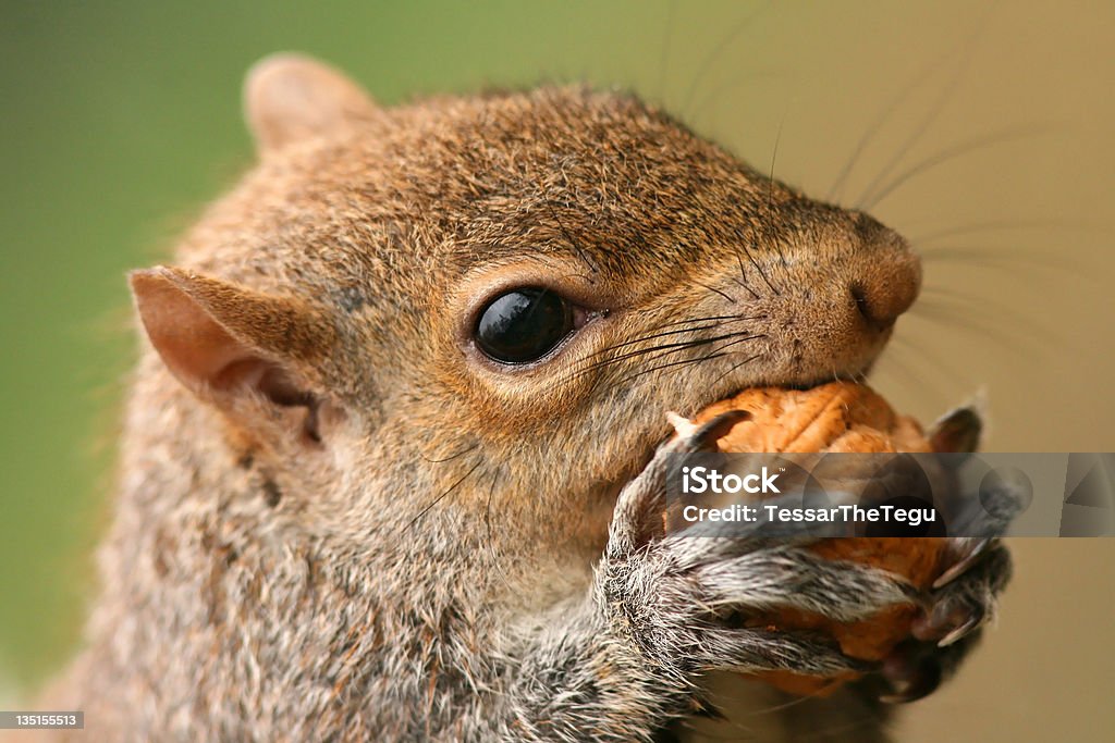 Squirrel and Nut portrait American grey squirrel, Sciurus carolinensis,  eating a nut Alertness Stock Photo