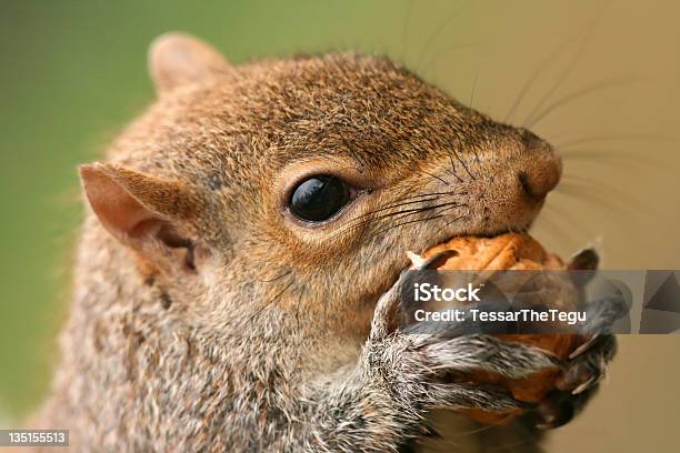 Squirrel And Nut Portrait Stock Photo - Download Image Now - Alertness, Animal, Animal Body Part