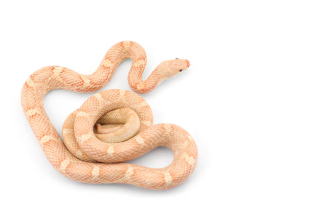 istock beautiful colorfull Rat Snake isolated on white background 1351555135
