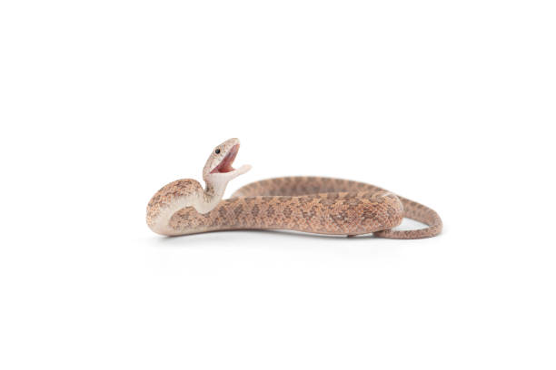 istock beautiful colorfull Rat Snake isolated on white background 1351555137