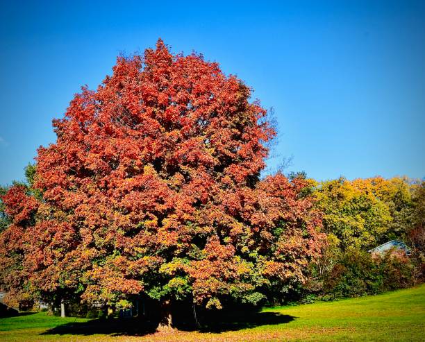 istock Beautiful Tree in Autumn 1351555884