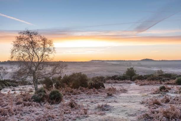 istock New Forest frost and mist, sunrise 1351555913