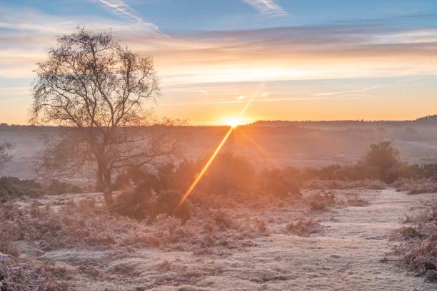 istock New Forest November sunrise 1351555915