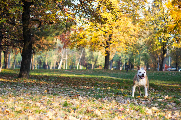 istock Dog under yellow fallen autumn leaves 1351556307