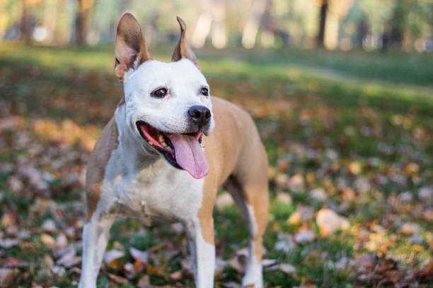 Dog under yellow fallen autumn leaves Dog under yellow fallen autumn leaves. A dog walks and sniffs in an autumn park american staffordshire terrier stock pictures, royalty-free photos & images