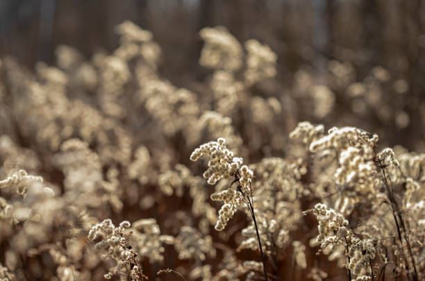 istock dry grass in the field 1351557288