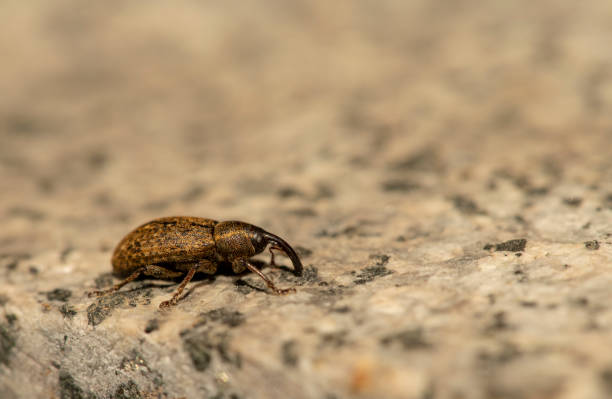 weevil macro shot of a crawling weevil boll stock pictures, royalty-free photos & images