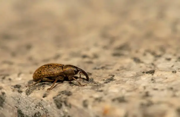 macro shot of a crawling weevil