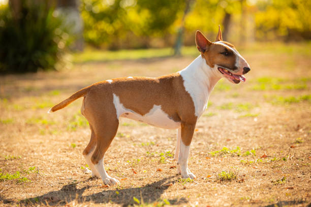 istock white and brown english bull terrier outside 1351557361