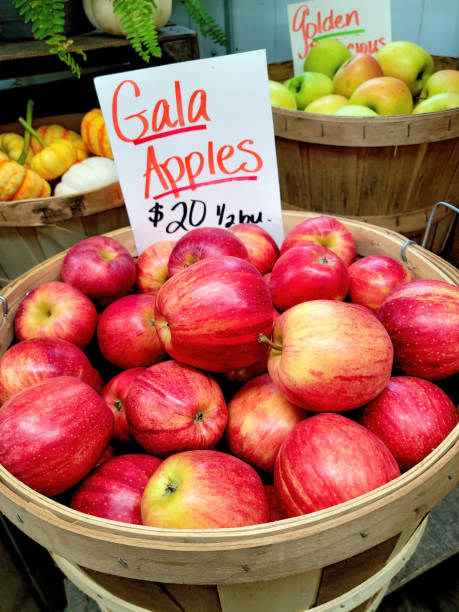 270+ Michigan Apples Stock Photos, Pictures & Royalty-Free Images - iStock