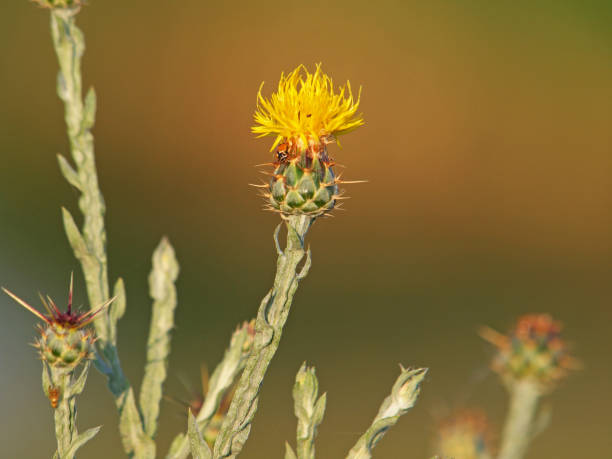 Yellow star-thistle flower, Centaurea solstitialis