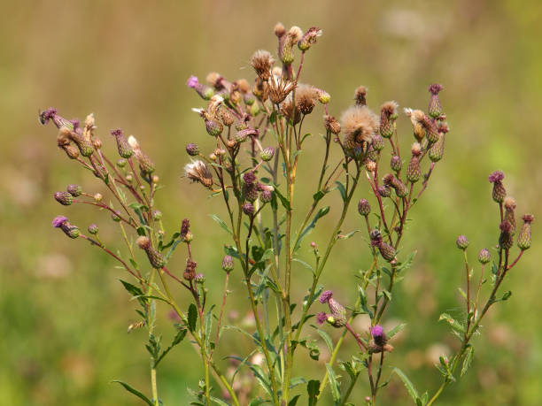 istock Creeping thistle plant, Cirsium arvense 1351557450