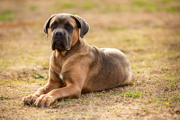 young and muscular Italian cane corso dog Portrait of a young and muscular Italian cane corso dog outside cane corso stock pictures, royalty-free photos & images