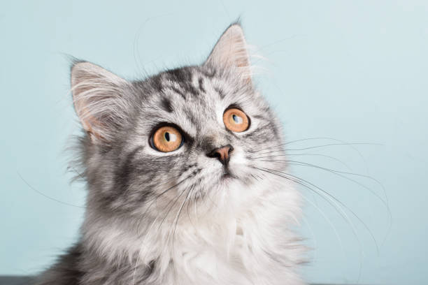 istock Grey striped cat. World Pet Day. copy space 1351560937