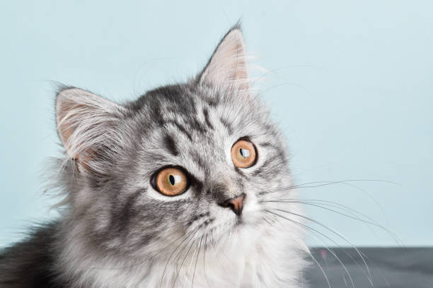 istock Grey striped cat. World Pet Day. 1351560950