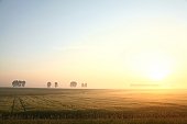 Rural landscape at dawn