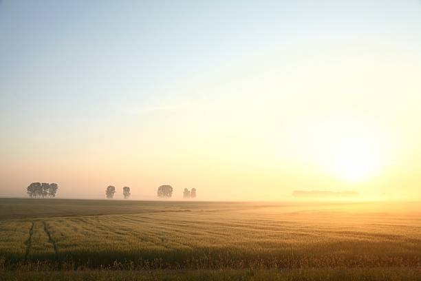 Rural landscape at dawn Corn field on a foggy, cloudless morning. grassland in morning sunrise stock pictures, royalty-free photos & images