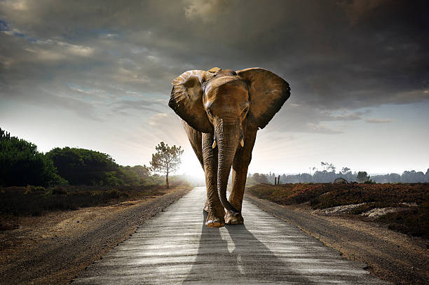 pasos de elefante - macho elefante gigante fotografías e imágenes de stock