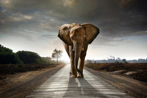 Single elephant walking in a road with the Sun from behind