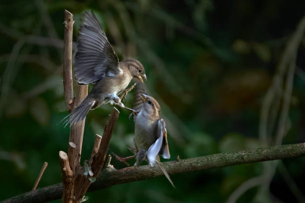 istock Passerine bird quarrel, two female Eurasian tree sparrows (Passer montanus) fighting with each other in the garden, animal behavior in wildlife, dark green background, copy space, selected focus and motion blur 1351565030