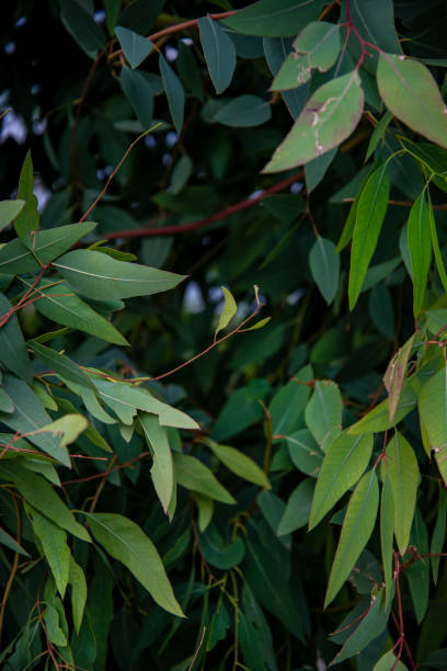 istock An area with big green leaves. Nice for green background 1351567047