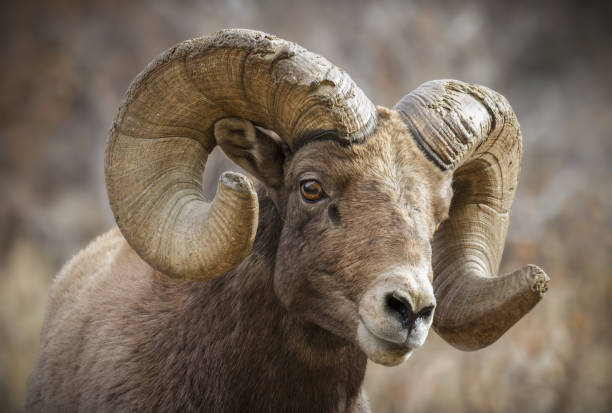 istock Colorado Rocky Mountain Bighorn Sheep 1351569129