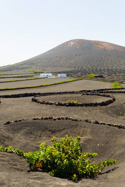 istock La Geria - vineyard in Canarias 1351571083