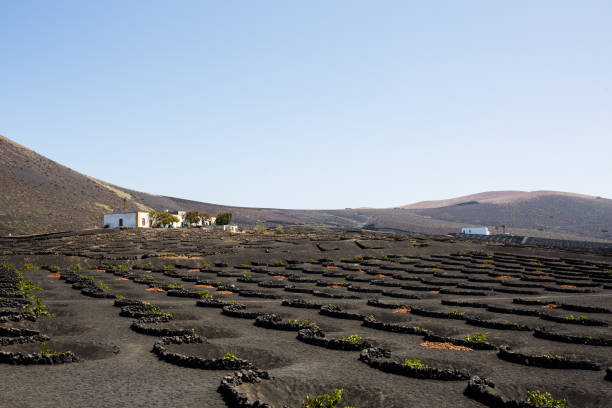 istock La Geria - vineyard in Canarias 1351571734