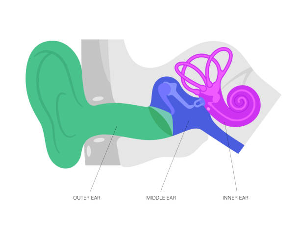 анатомическая схема уха - eustachian tube stock illustrations