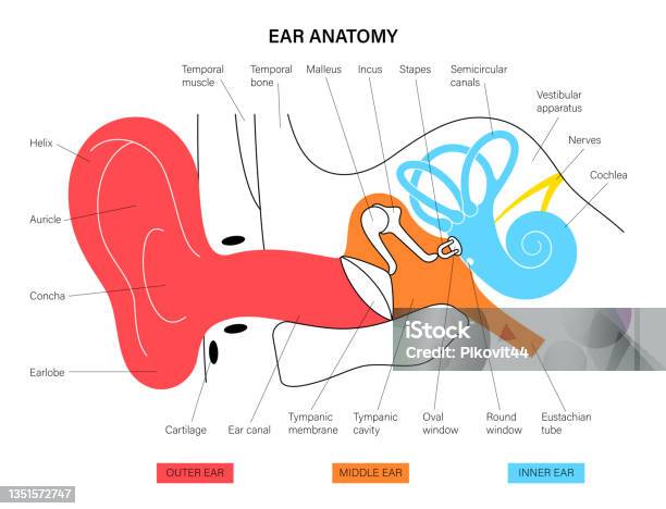 Neurons In Ear Nervous Brain Ear Stock Illustration - Download Image Now - Bone, Incus ...