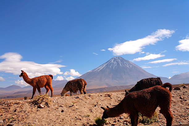 istock llamas in Altiplano - Atacama, Chile 135157340