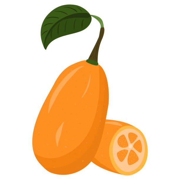 ilustrações, clipart, desenhos animados e ícones de ilustração de desenho animado com kumquat colorido. produto do mercado agrícola. - kumquat