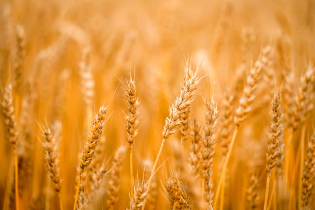 golden wheat ear. wheat field. rural landscape. rich harvest concept - golden wheat imagens e fotografias de stock