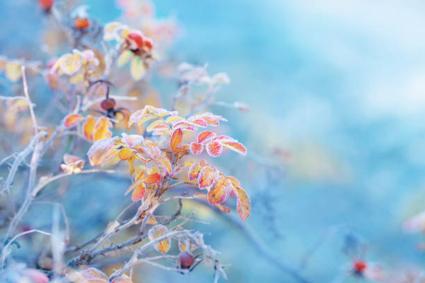 autumn leaves and rose hips in frost crystals on  sunny morning stock photo