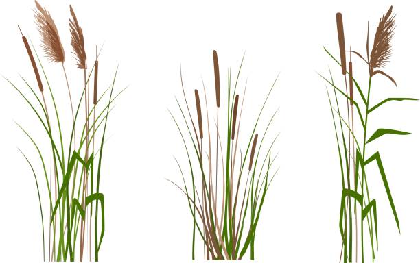 Print Vector hand drawing sketch with reeds
Cane silhouette on white background. cattail stock illustrations