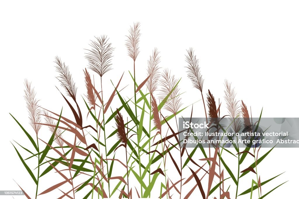 Field Of Reeds Drawing Print Stock Illustration - Download Image Now - Abstract, Agricultural ...