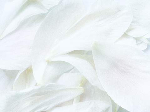 Horizontal extreme closeup photo of translucent white petals fallen from a Peony flower in Spring