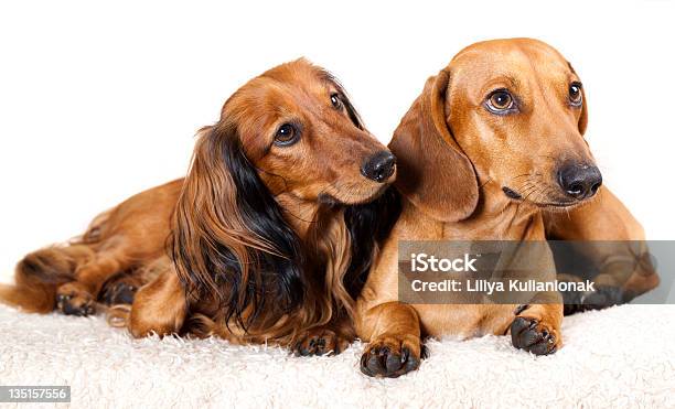 Dog Dachshund Stock Photo - Download Image Now - Animal, Animal Hair, Brown