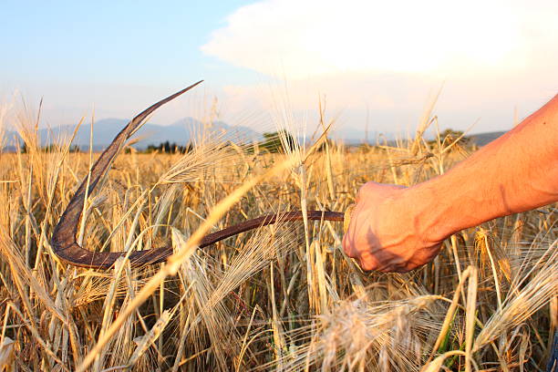istock Paddy and wheat scythe 135157822