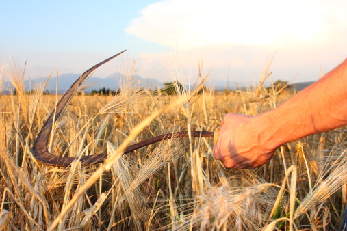 Paddy and wheat scythe.