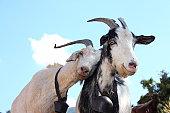 Love Goats