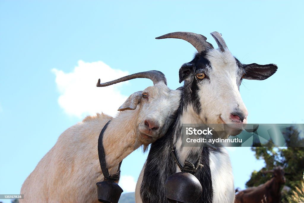 Love Goats Love Goats. Goat Stock Photo