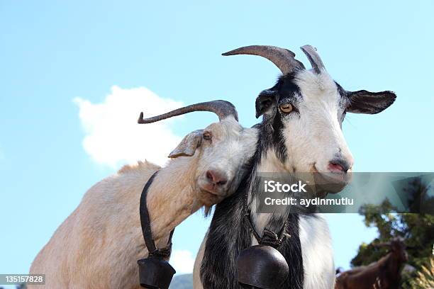 Love Goats Stock Photo - Download Image Now - Goat, Animal, Friendship